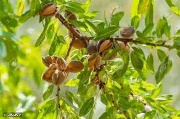 Almond Plant  Badam Indian Almond Tropical Almond Wide Spreading For Balcony Gardening Plant  1 Healthy Live Plant-thumb0