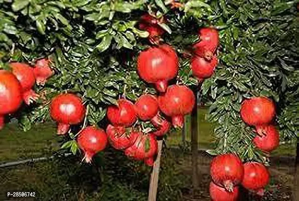 Pomegranate Plant  Pomegrante Model Sindoor Plant-thumb0