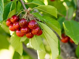 Cherry Fruit Plant  Cherry Plant kingdom39-thumb1