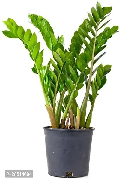 Natural Live Plant for Home Garden-thumb0