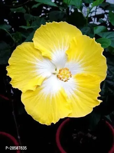 Hibiscus Plant  Hibiscua Plant heaven54-thumb0