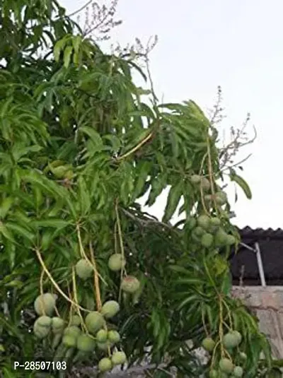 Mango Plant  Himsagar Mango Plant  010-thumb2