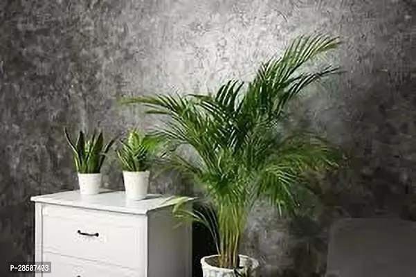 Areca Palm ah11