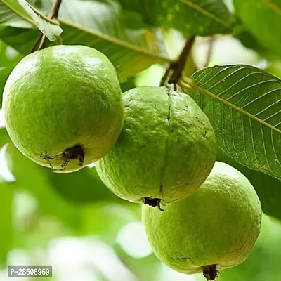 Guava Plant  gouva Plant-thumb0