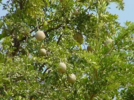 Custard Apple Plant  Plant  WOODAPPLE3-thumb2