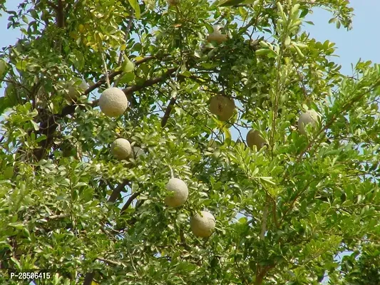 Custard Apple Plant  Plant  WOODAPPLE3-thumb3