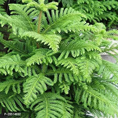 Natural Live Plant for Home Garden-thumb0