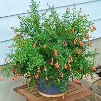 Natural Live Plant for Home Garden-thumb1