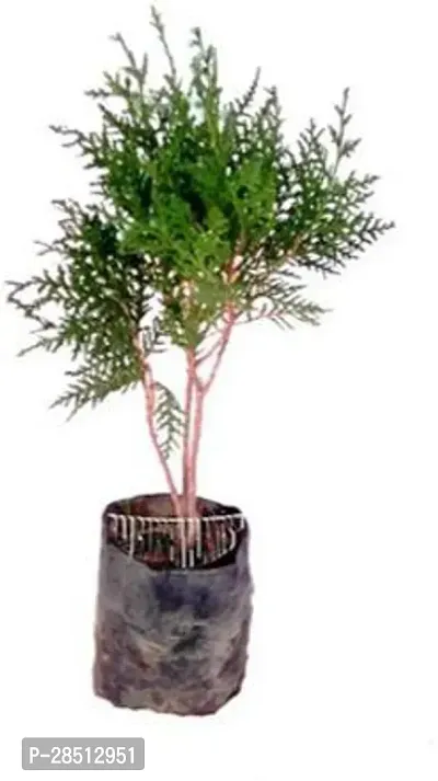 Natural Live Plant for Home Garden-thumb0