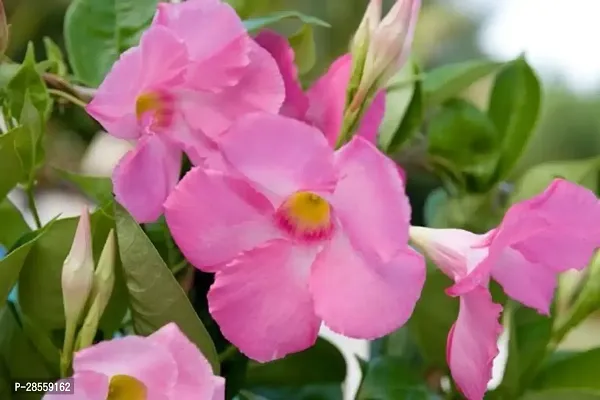 Earth Angels Mandevilla Plant mr01-thumb0