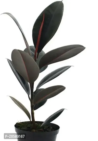 Rubber Tree RubberTree Xnurseryhouse66321-thumb0