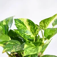 Money Plant  Money Plant  Variegated with Pot-thumb1