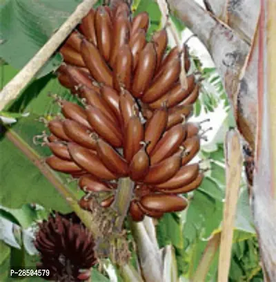 Banana Plant  Red Banana fruit Plant  E1-thumb0