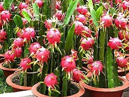 Natural Live Plant for Home Garden-thumb1