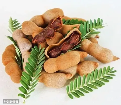 Tamarind Plant  Tamarind Plant  6300-thumb0