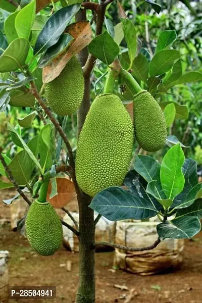 Jackfruit Plant  Jackfruit Plant-thumb0