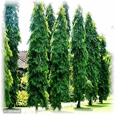 Natural Live Plant for Home Garden-thumb0