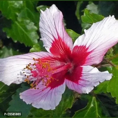 Hibiscus Plant  Hibiscus Plant  30