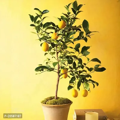 Lemon Plant  Hybrid Lemon Plant