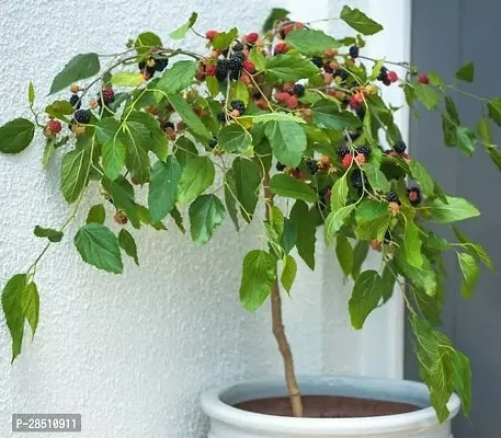 Natural Live Plant for Home Garden-thumb0