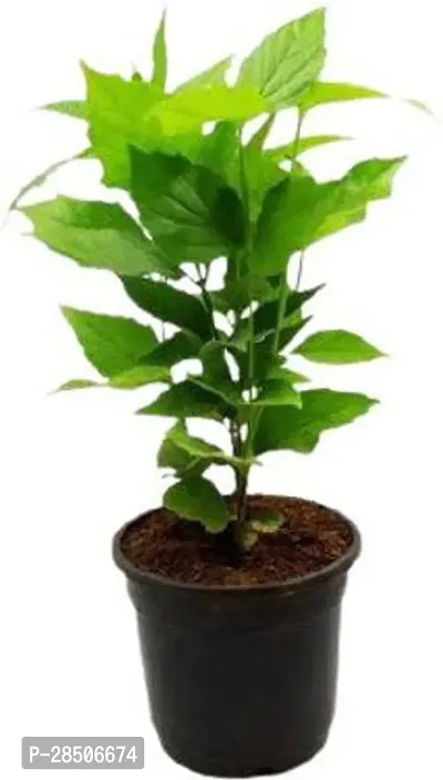 ParijatHarsingar Plant  Nyctanthes arbor tristis parjaat 02-thumb0