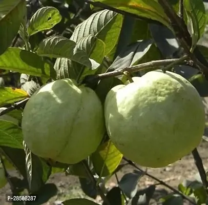 Guava Plant  Guava Plant kingdom113-thumb0