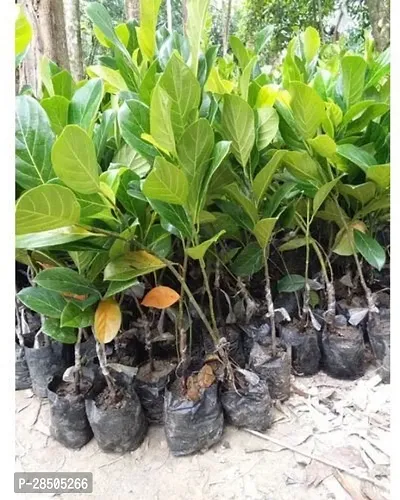 Jackfruit Plant  Ariya Jackfruit Plant 712-thumb2