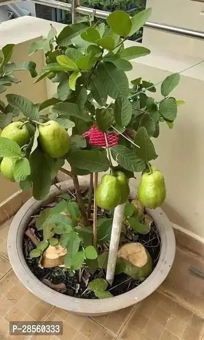 Earth Angels Guava Plant r11-thumb0