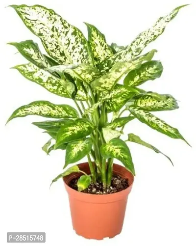 Natural Live Plant for Home Garden-thumb0