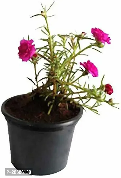 Portulaca Plant  Portulaca Pink Flower Plant  With Pot-thumb0