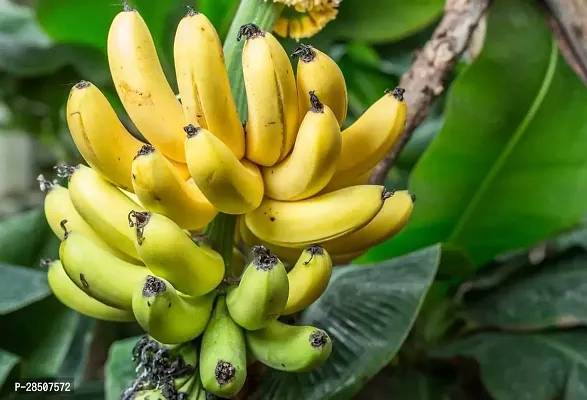 Banana Plant  Banana Plant heaven138