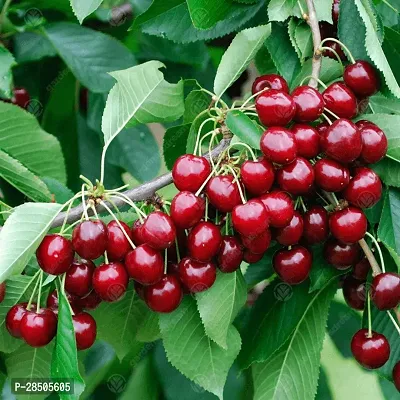 Cherry Fruit Plant  Live Kashmiri Cherry Fruit Plant  For Garden-thumb0