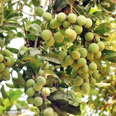 Mango Plant  Plant SNSEED Mango816