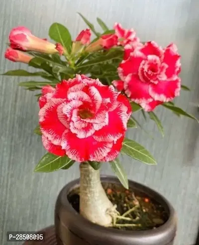 Adenium Plant  Adenium Plant heaven41-thumb0