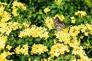 Earth Angels Ixora Plant IXORA PLANT TTTT-thumb2