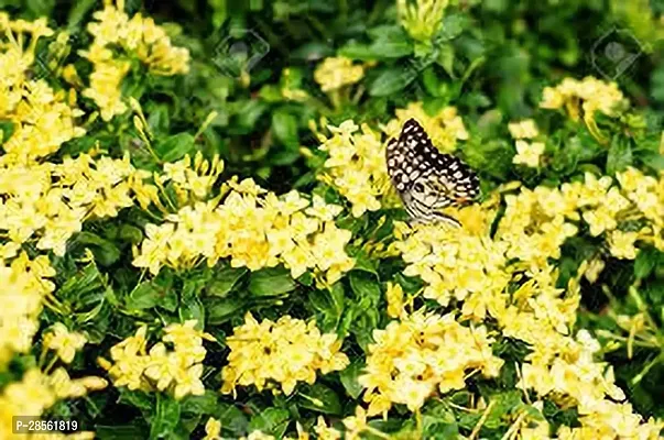 Earth Angels Ixora Plant IXORA PLANT TTTT-thumb3