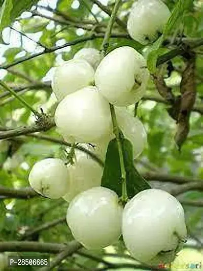 Jamun Plant  Jamrul fruit Plant-thumb0