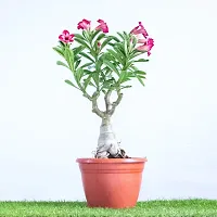 Earth Angels Adenium Plant ADENIUM PLANT AAWW45-thumb2