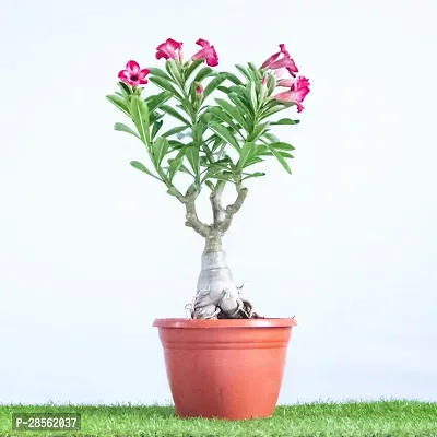 Earth Angels Adenium Plant ADENIUM PLANT AAWW45-thumb3