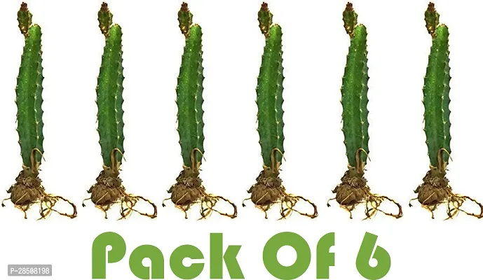 Dragon Tree Dragon Pack4 XPBREBA-thumb0