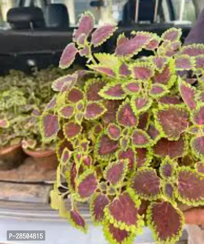 Coleus Plant  Tilak Tulshi Plant  Y002-thumb0