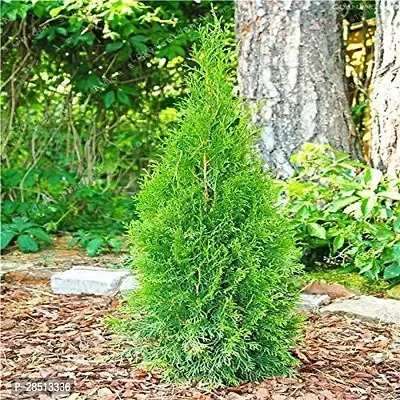 Natural Live Plant for Home Garden-thumb2