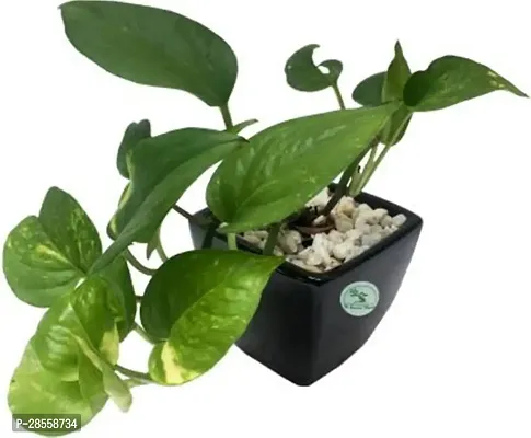 Earth Angels Money Plant Money Plant Green with black square ceramic pot-thumb0