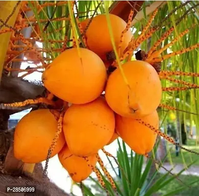 Coconut Plant  Southern Coconut Plant-thumb0