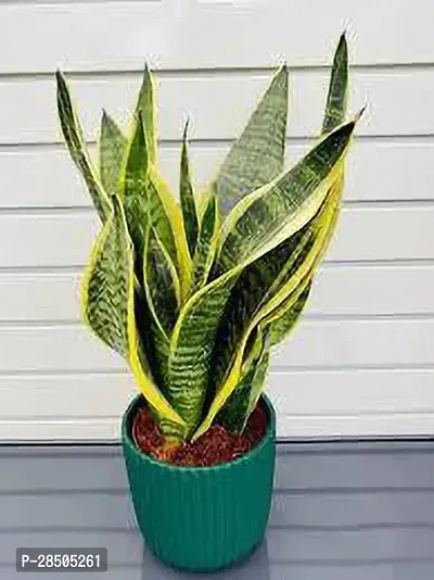 Snake Plant  Snake Plant  15-thumb0