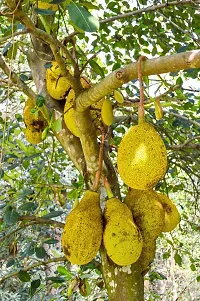 Jackfruit Plant  Kathall Plant kingdom32-thumb1