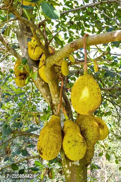 Jackfruit Plant  Kathall Plant kingdom32-thumb2