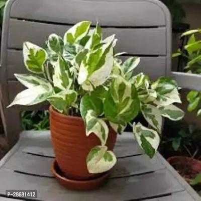 Earth Angels Money Plant Money Plant-thumb0