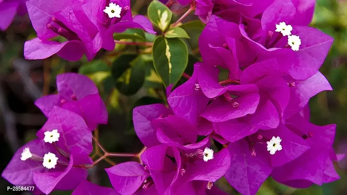 Baugainvillea Plant  Baugainvillea Plant   62-thumb0