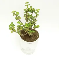 Jade Plant  Good luck Jade Live Plant   Bathroom  Balcony  Living area with Self Watering Pot-thumb1